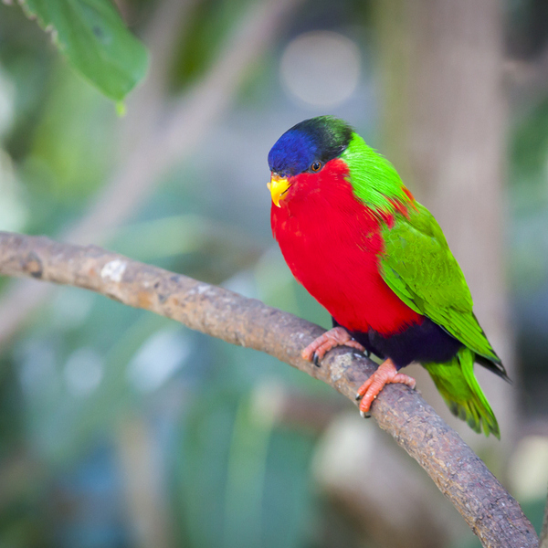 colourful collared lory bird in fiji