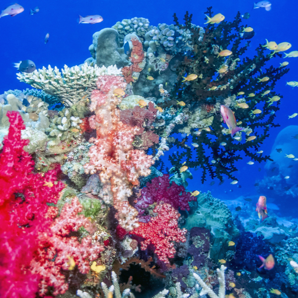 colourful coral and fish in taveuni in fiji