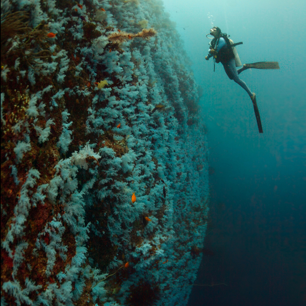 diver at the great white wall in fiji