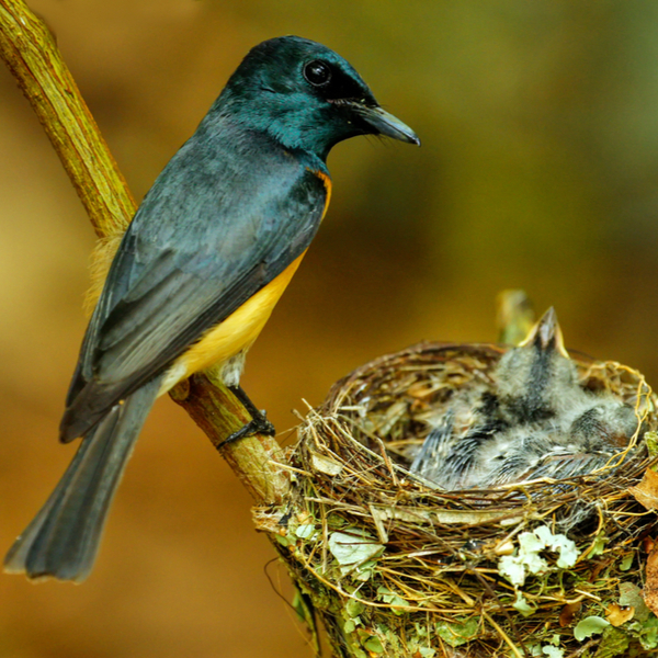 Vanikoro Broadbill bird in fiji