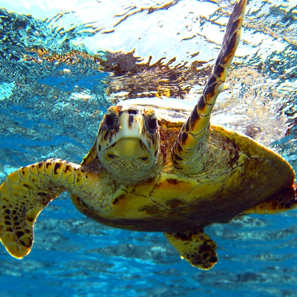 turtle swimming in the sea in fiji