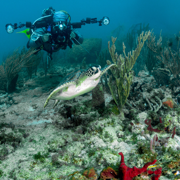 diver watching turtle in grenada