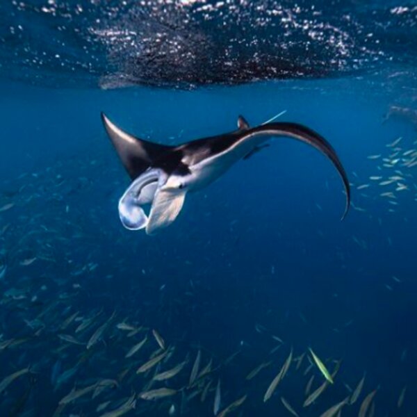manta ray and fish in fiji sea