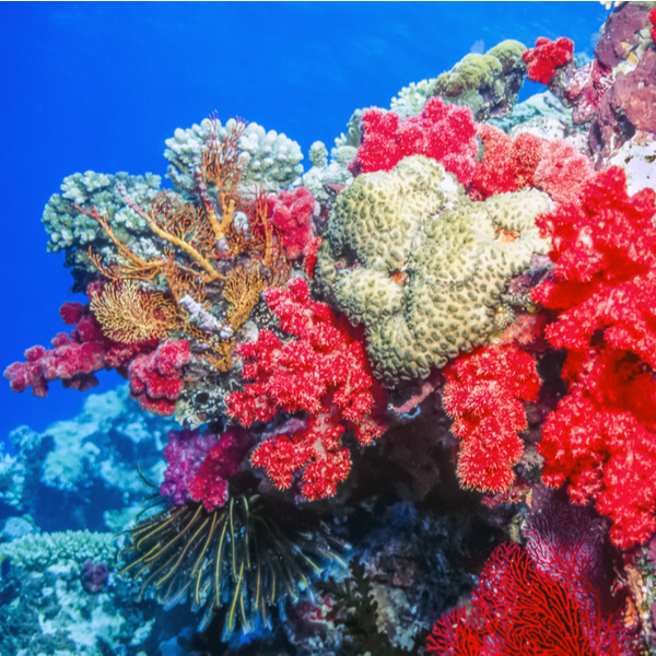 coral reef at namena marine reserve