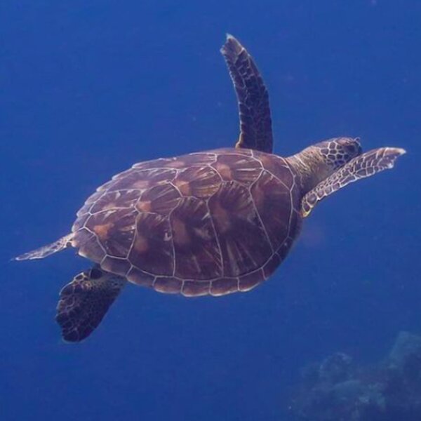 diving with turtle in fiji