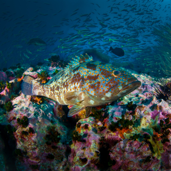 snorkelling with grouper fish in Puerto del Carmen in lanzarote