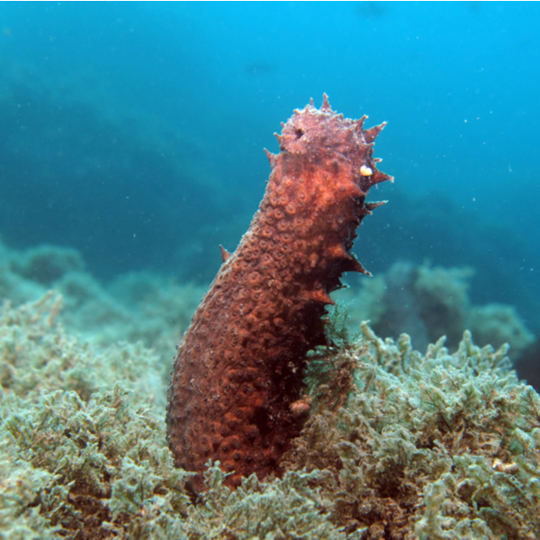 snorkelling with sea cucumbers in lanzarote