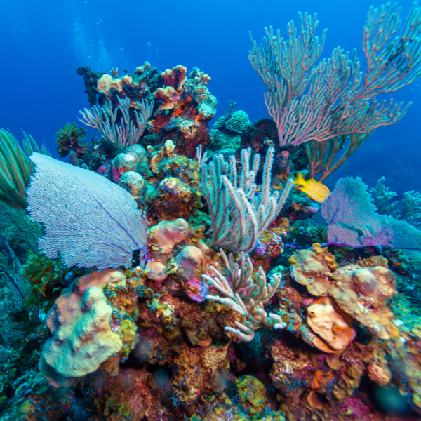 colourful coral reef in grenada
