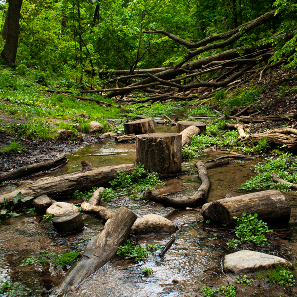 logs and greenery in part of the toronto ravine system