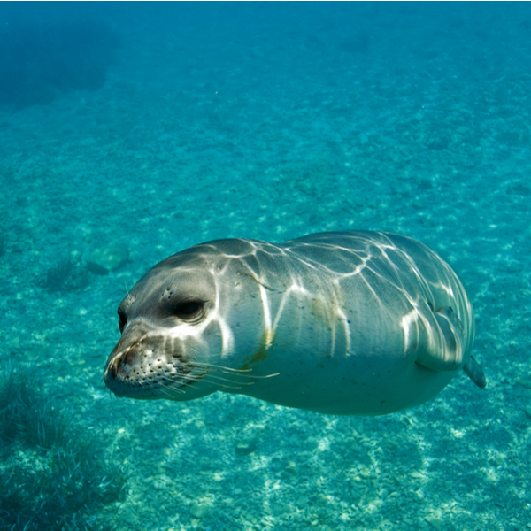 diving with seals in madeira