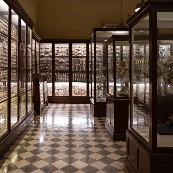artefacts on display at the Ghar Dalam Museum in malta