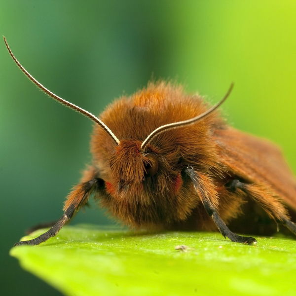 fluffy moth endemic to malta