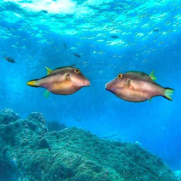 diving with fish in madeira island
