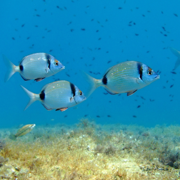school of fish in Reis Magos
