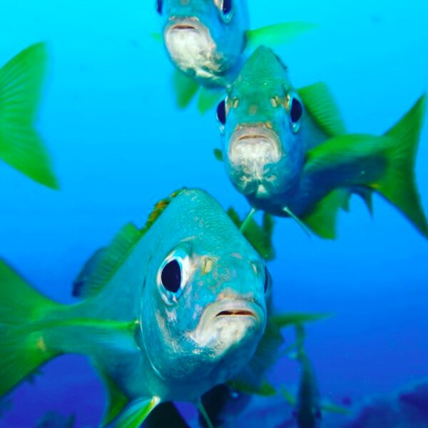 underwater photography on dive in madeira