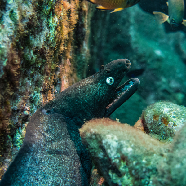 moray eel on dive in madeira