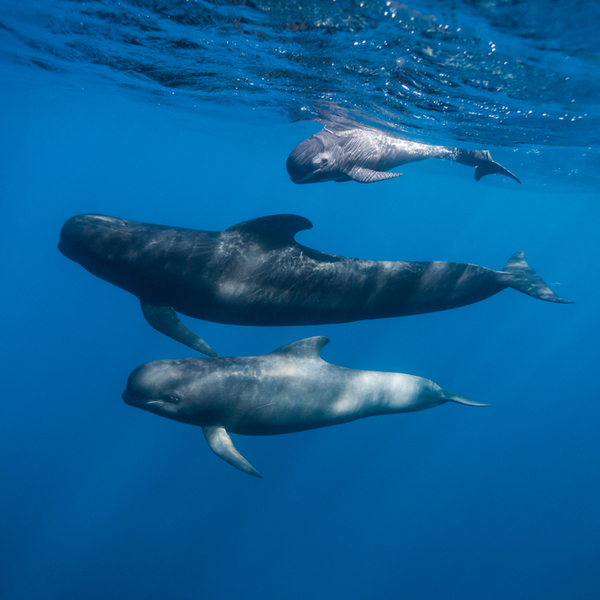 swimming with pilot whales in madeira