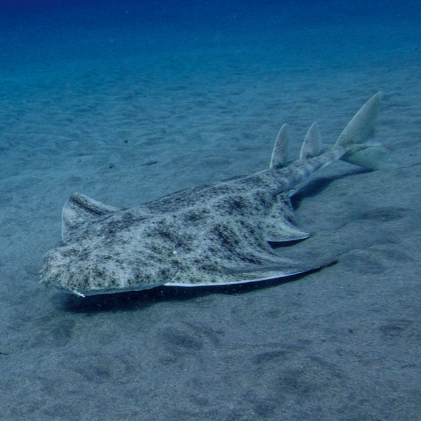 diving with angel sharks in fuerteventura