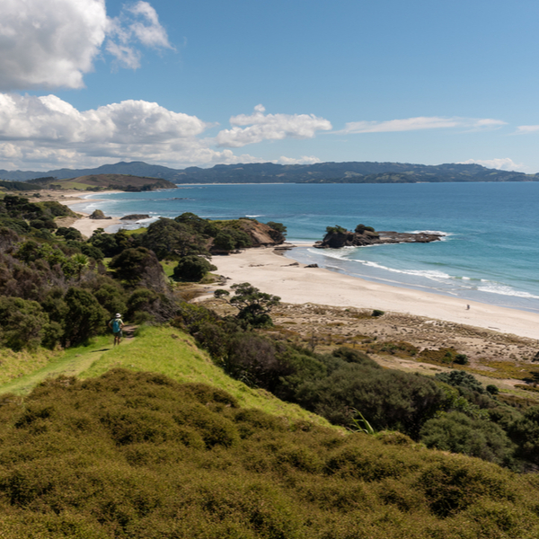 beach at Tawharanui Regional Park in new zealand