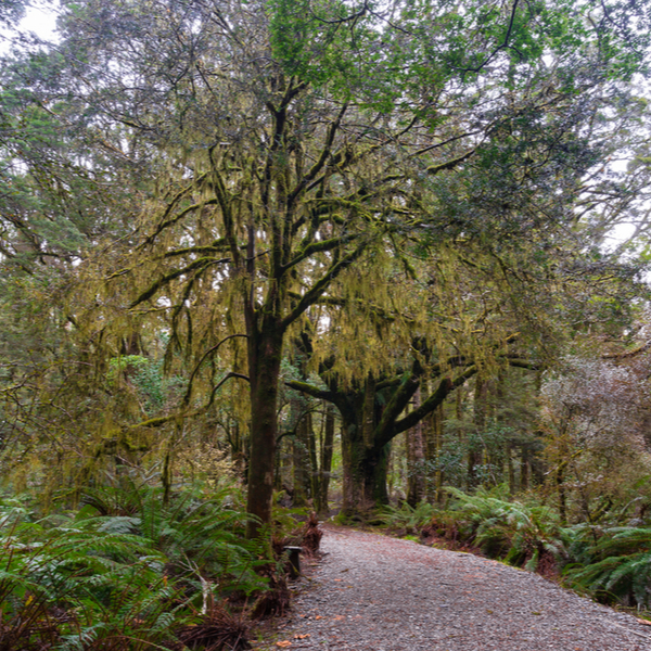totara park auckland
