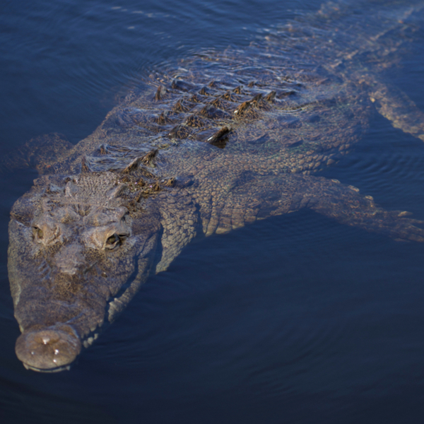 american crocodile swimming in jamaica's black river