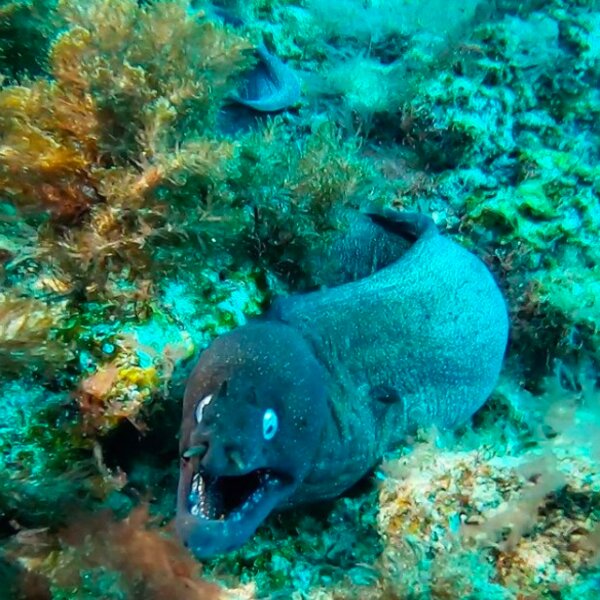 La Laguinita diving fuerteventura