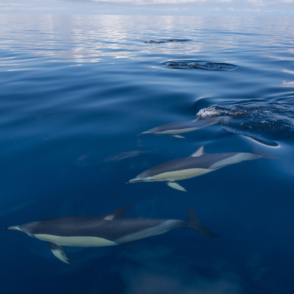 dolphin and whale watching in auckland