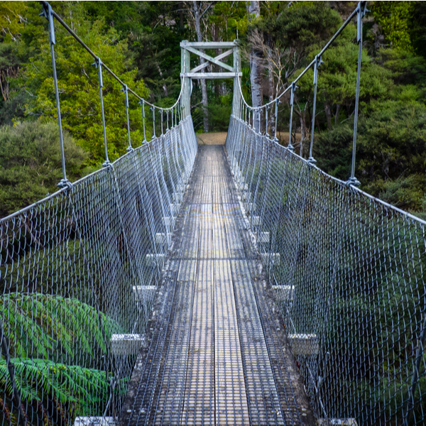 forest walkway in auckland