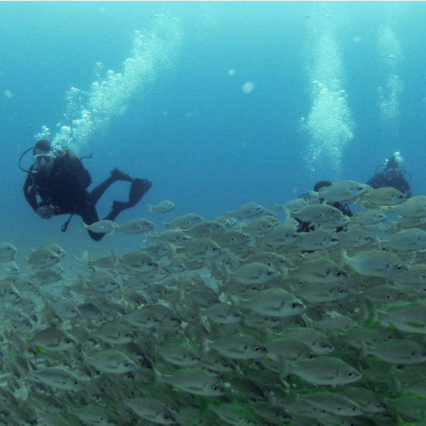 divers with a shoal of fish in fuerteventura