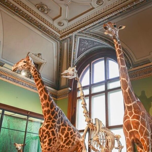 animal exhibit at vienna's natural history museum