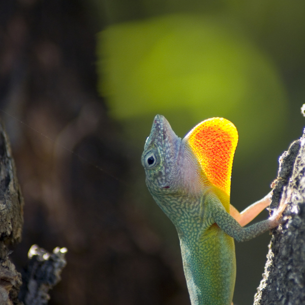 Bluefields Anole lizard jamaica