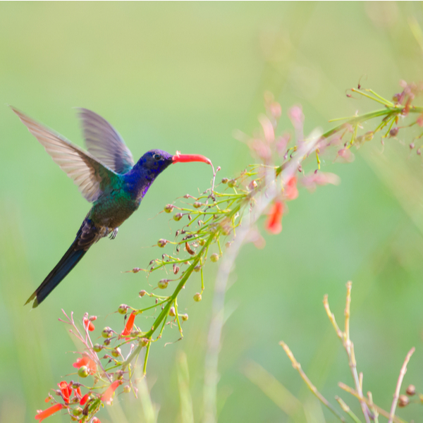 birdwatching in jamaica