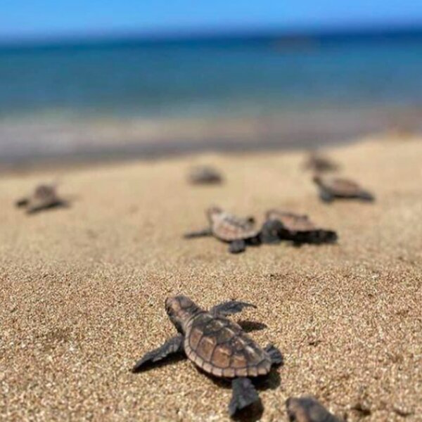 baby turtles making their way to the sea in jamaica