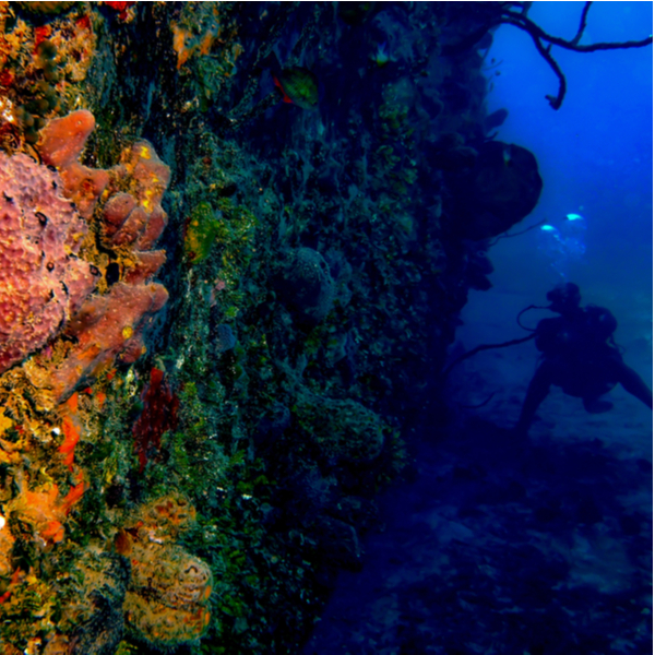 diver exploring shipreck in jamaica