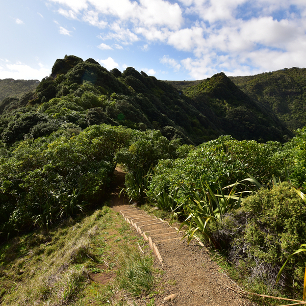 hiking path at waitakere national park in auckland