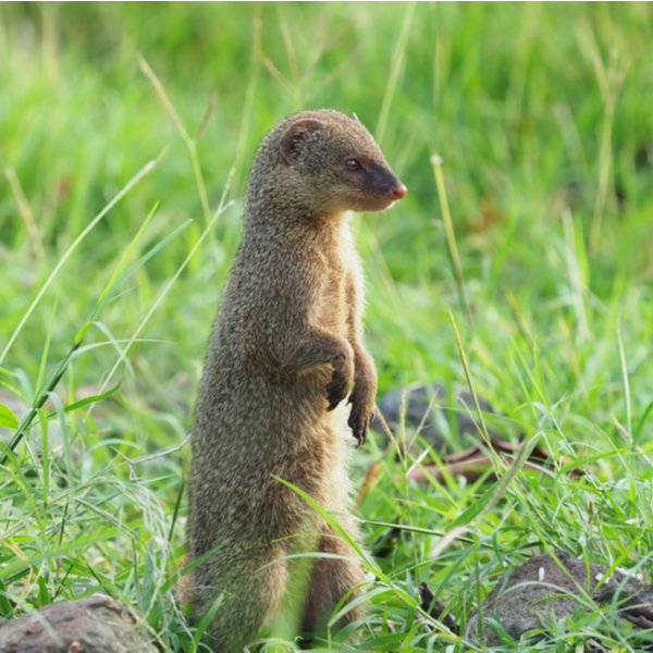mongoose on alert in jamaica