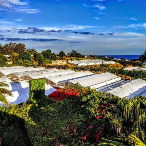 pineapple plantation in azores
