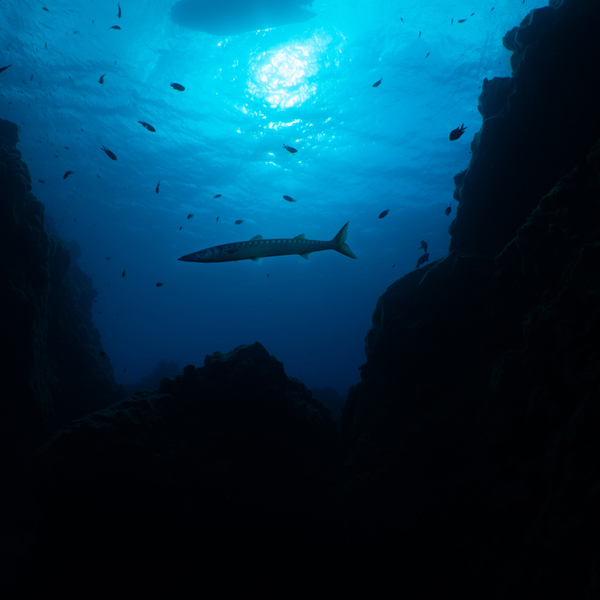 fish swimming between rocks at Santa Maria in azores