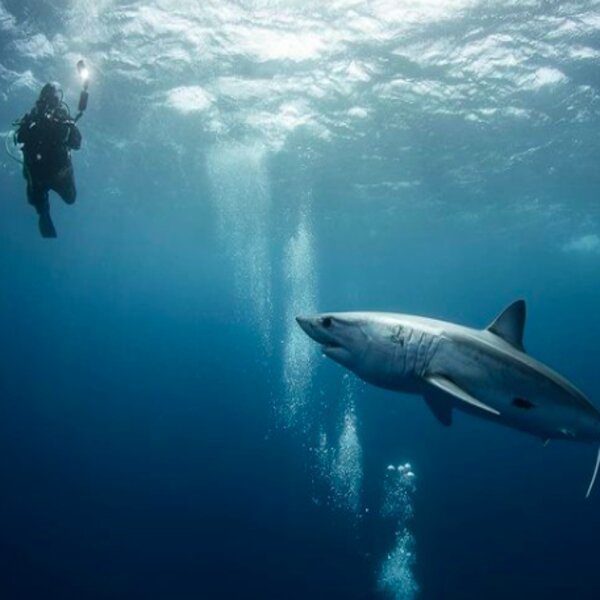 diver swimming with shark in the azores