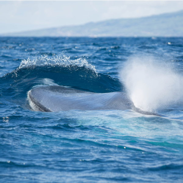 blue whale on whale watching trip in azores