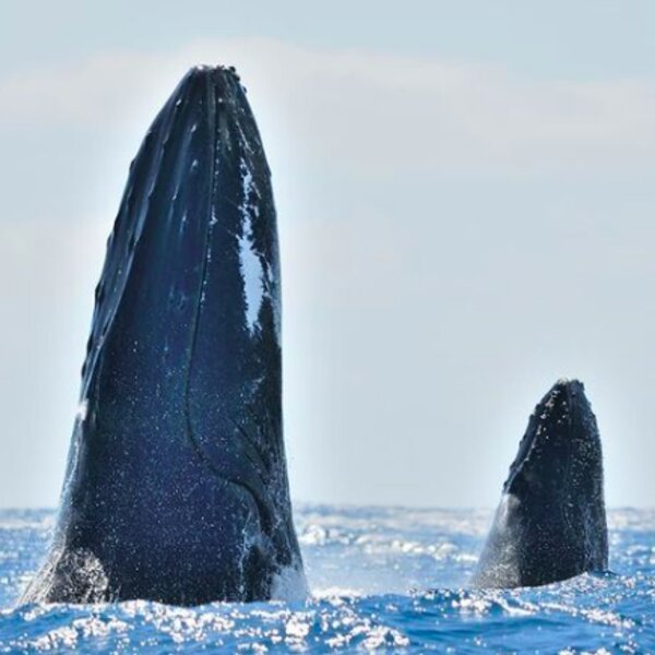 whale watching tour azores