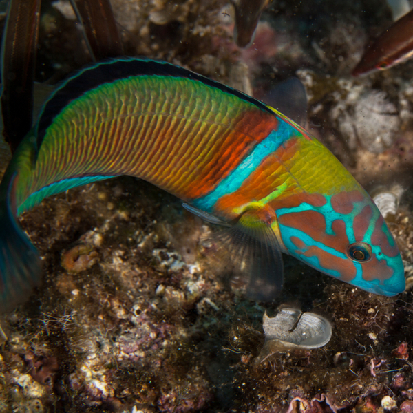 a colourful hogfish at a dive spot in azores