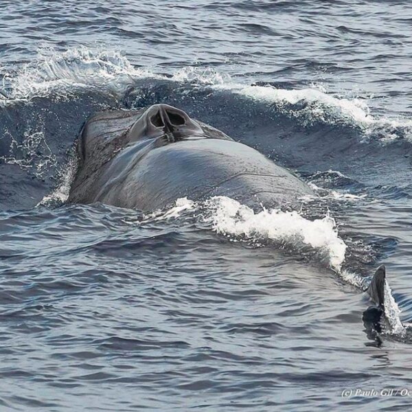 watching fin whale in azores
