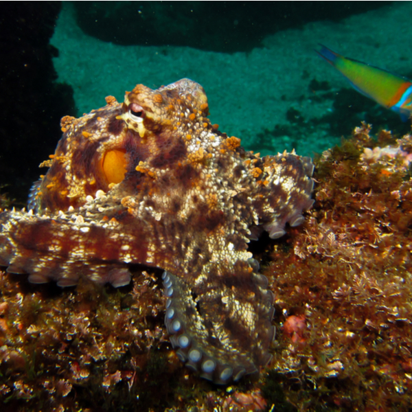 diving with common octopus in azores