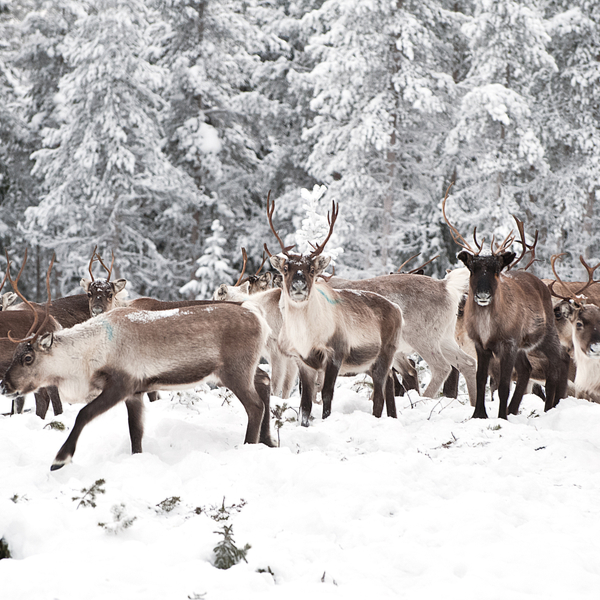 herd of reindeer walking in lapland in winter snow