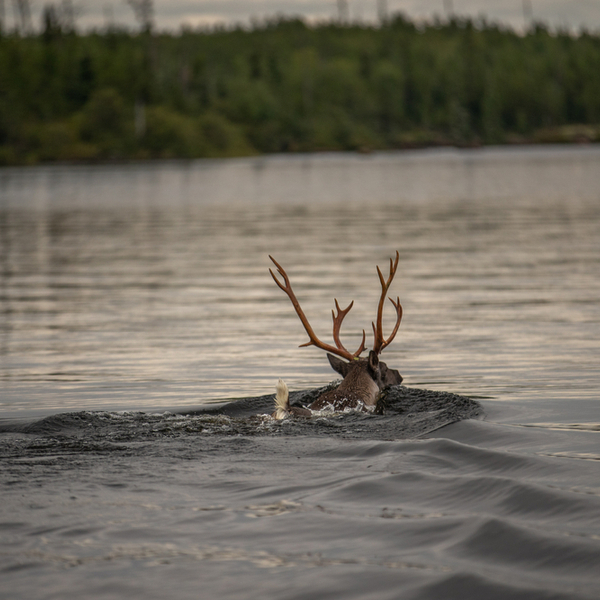 reindeer swimming in a lake in lapland in summer