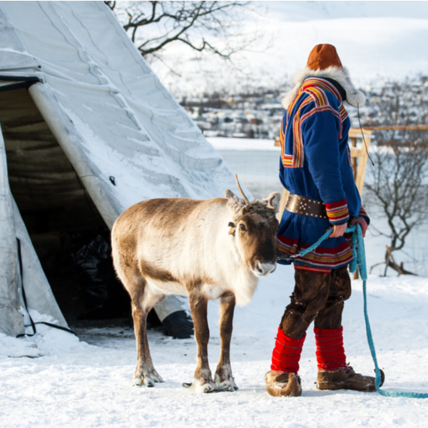 sami man with reindeer in lapland