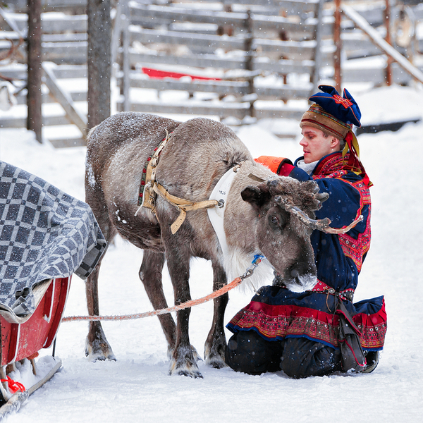 sami man with reindeer in Rovaniemi, lapland