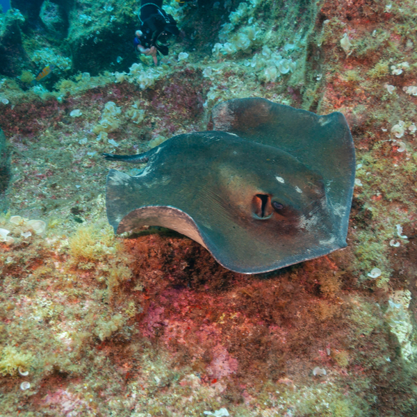 swimming with a common stingray in the azores islands