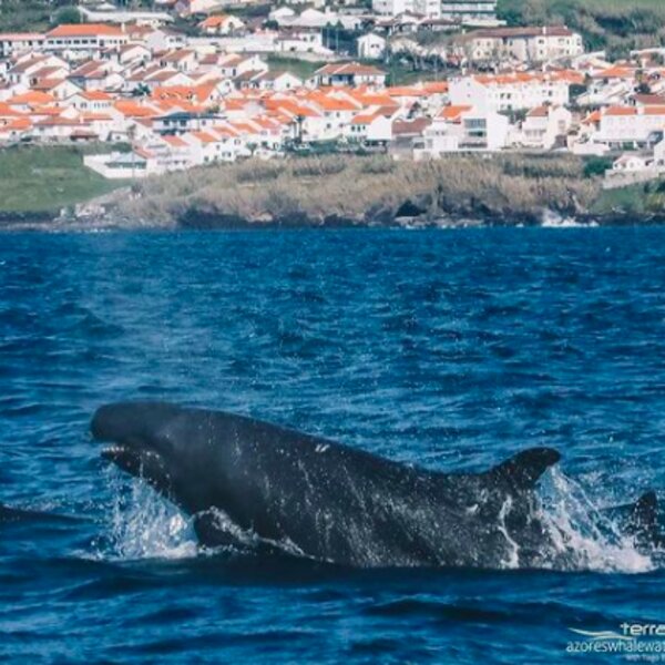 hump back whales on an azores whale watching trip